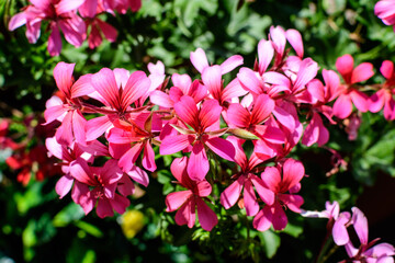 Small vivid pink Pelargonium flowers, known as geraniums, pelargoniums or storksbills, and fresh green leaves in a pot in a garden in a summer spring day