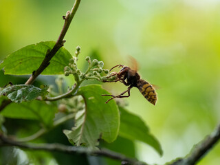 Königin der Europäischen Hornisse (Vespa crabro) Blütenbesuch Nektarsuche