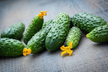 A bunch of small young cucumbers on a gray wooden textured background. Place for text.