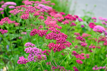 Close up of beautiful vivid pink magenta flowers of Achillea millefolium plant, commonly known as yarrow, in a garden in a sunny summer day.