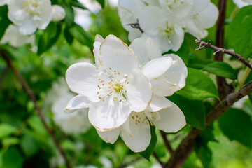 Fresh delicate white flowers and green leaves of Philadelphus coronarius ornamental perennial plant, known as sweet mock orange or English dogwood, in a garden in a sunny summer day