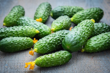 A scattering of young green small cucumbers on a gray wooden background.