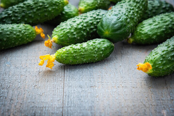 Fresh young small cucumbers with yellow flowers on the tips on a wooden textured gray background. Place for text. Gherkin cucumber.