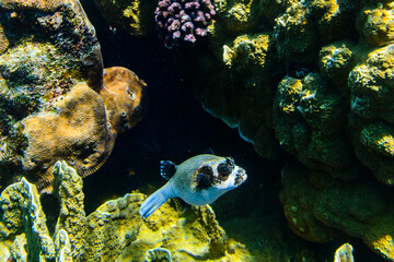 Colonies of corals and masked Pufferfish (Arothron diadematus) at the coral reef in Red sea