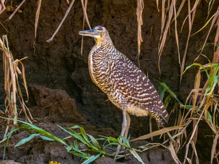 Bare-throated Tiger-Heron - Tigrisoma mexicanum in Costa Rica