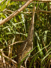 Bare-throated Tiger-Heron - Tigrisoma mexicanum in Costa Rica