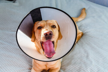 Sick labrador retriever dog with the funnel collar