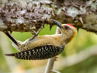 Hoffmann's Woodpecker - Melanerpes hoffmannii in Costa Rica