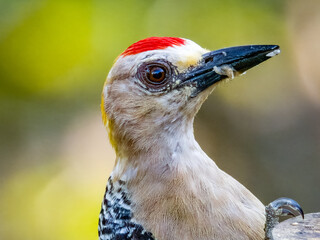 Hoffmann's Woodpecker - Melanerpes hoffmannii in Costa Rica