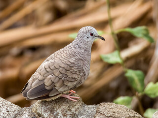 Inca Dove - Columbina inca in Costa Rica