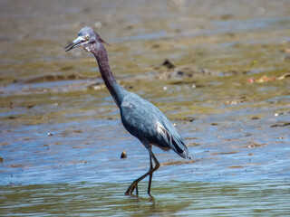 Little Blue Heron Egretta caerulea in Costa Rica