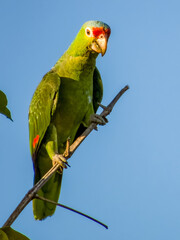 Red-lored Parrot - Amazona autumnalis in Costa Rica