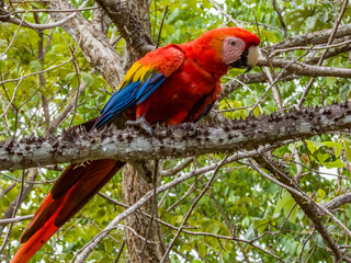 Wild Scarlet Macaw - Ara macao in Costa Rica