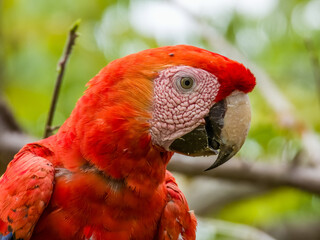 Wild Scarlet Macaw - Ara macao in Costa Rica