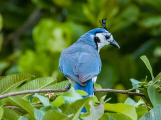 White-throated Magpie-Jay - Calocitta formosa in Costa Rica