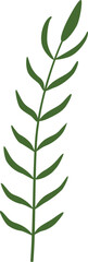 fern leaf