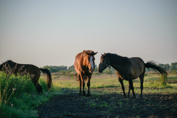 horses in the meadow