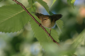 common chiffchaff on a twig