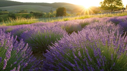 Obraz premium Stunning photo capturing the warm sunlight bathing a full-bloom lavender field at sunset