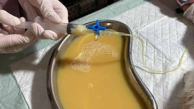 Veterinarian put needle with syringe on abdominal of the cat to remove liquid from cat's belly with ascites. Abdominocentesis on a cat.