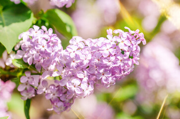 Lilac bouquet with pink flower petals. The flowers are fully bloomed and very beautiful. Floral spring background. Close-up. Lilac bouquet.