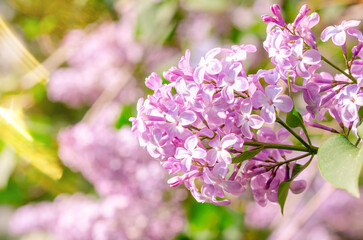 Lilac bouquet with pink flower petals. The flowers are fully bloomed and very beautiful. Floral spring background. Close-up. Lilac bouquet.