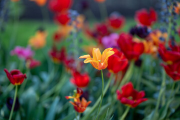 Close-up with blurry background of Tulips blooming in Carl Johans Park during early May in Norrköping, Sweden. 