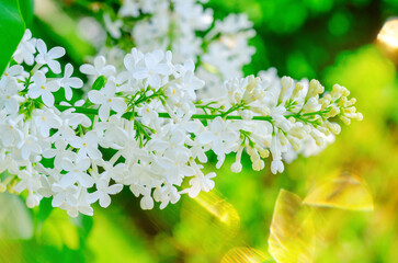 Bouquet of lilacs with white flower petals. The flowers are fully bloomed and very beautiful. Floral spring background. Close-up. White bouquet.
