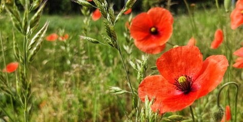 Czerwone naturalne maki na łące
