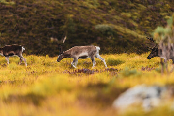 rennes dans la nature écossaise