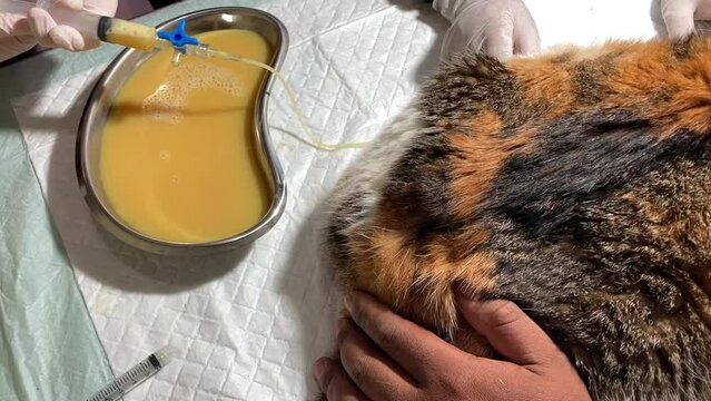 Veterinarian put needle with syringe on abdominal of the cat to remove liquid from cat's belly with ascites. Abdominocentesis on a cat.