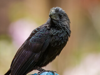 Groove-billed Ani - Crotophaga sulcirostris in Costa Rica