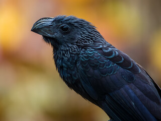 Groove-billed Ani - Crotophaga sulcirostris in Costa Rica