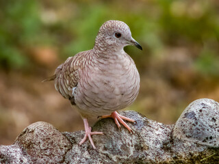 Inca Dove - Columbina inca in Costa Rica