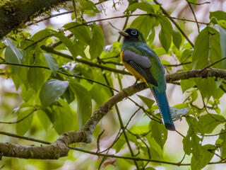 Northern Black-throated Trogon - Trogon tenellus