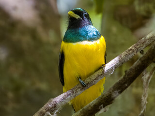 Northern Black-throated Trogon - Trogon tenellus