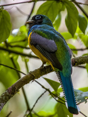 Northern Black-throated Trogon - Trogon tenellus