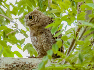 Pacific Screech-Owl - Megascops cooperi in Costa Rica
