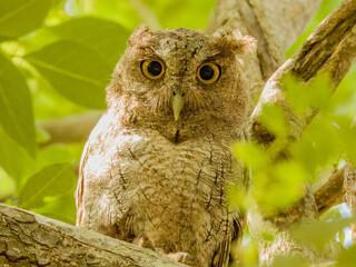 Pacific Screech-Owl - Megascops cooperi in Costa Rica