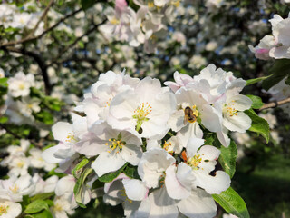 Bee in white flowers of apple tree blossom in spring early summer with blue sky