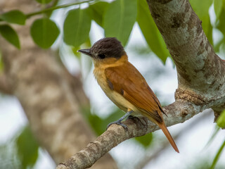 Rose-throated Becard - Pachyramphus aglaiae in Costa Rica