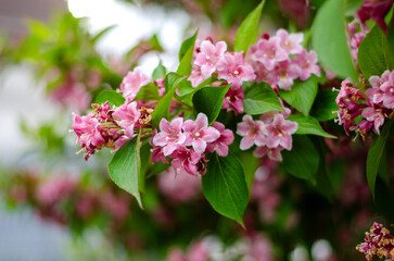 Beautiful wild flowers in Germany with blurred background