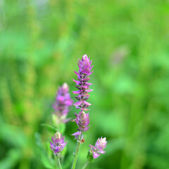 Beautiful wild flowers in Germany with blurred background
