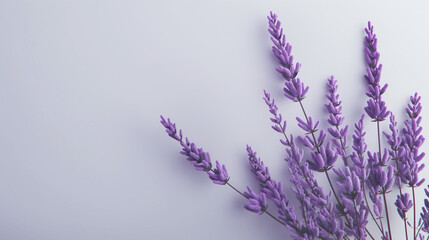 Obraz premium Lavender flowers on white background with copy space banner, cosmetic product advertising design.