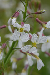 Closeup on the light pink flower of the wild radish, white charlock or jointed charlock wildflower, Raphanus raphanistrum