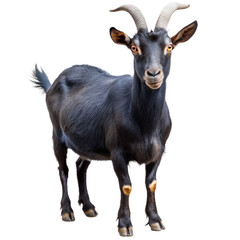 Fototapeta premium Black Goat, Isolated on White Transparent Background, PNG Element. Domestic animal