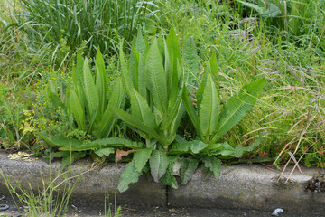 Closeup on an emerging Wild or Fuller's teasel, Dipsacus dullonum wildflower