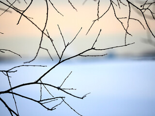 Bare branches without leaves against the backdrop of a blurry winter evening. Winter mood