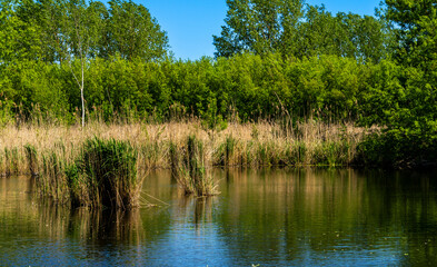 Natur am großen Reinigungsteich im Bucher Forst, Hobrechtswald, Buch, Brandenburg, Deutschland