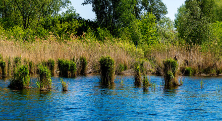 Natur am großen Reinigungsteich im Bucher Forst, Hobrechtswald, Buch, Brandenburg, Deutschland